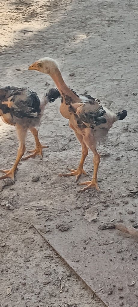 Dakan jojalar sotlad
