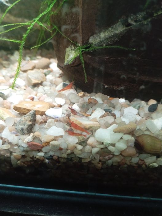 Creveti Red Cherry pentru Acvarii