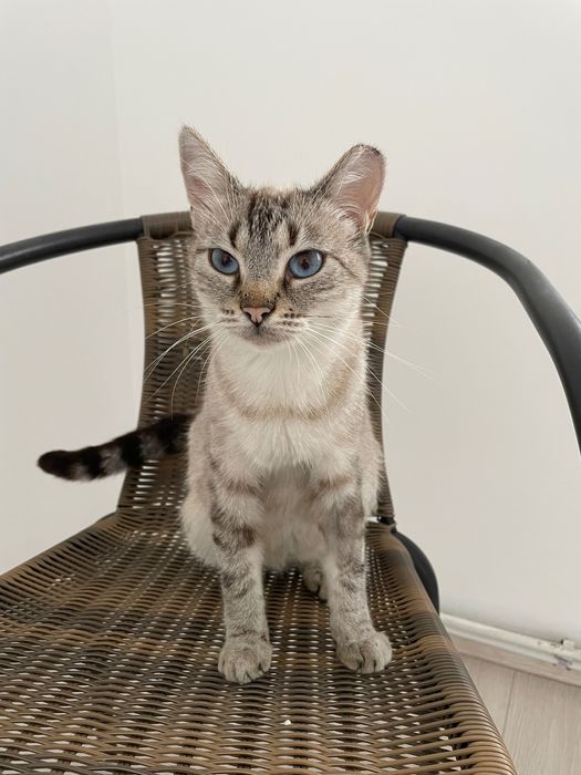 Pisica pentru adoptie cu ochi superbi