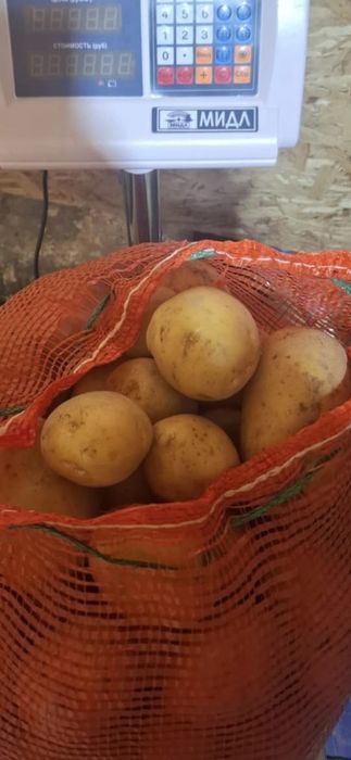 Продам домашнюю картошку, домашний картофель