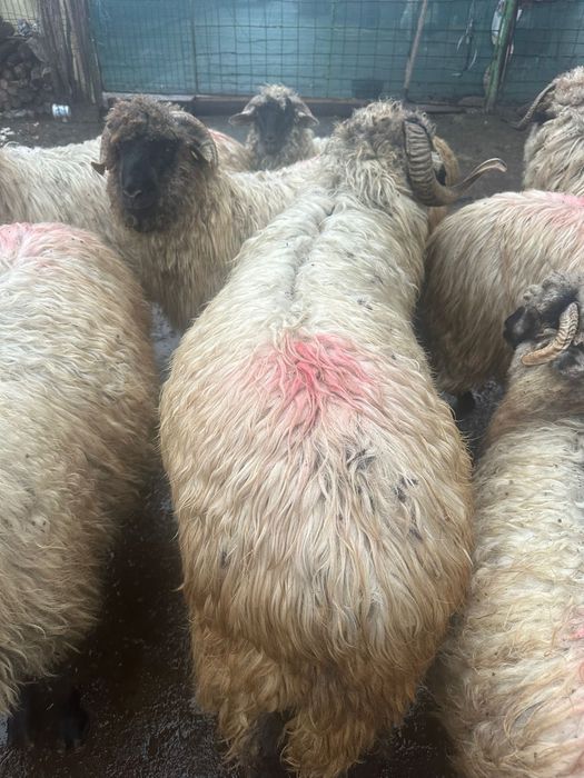 Vand un noatin si 3 mielute