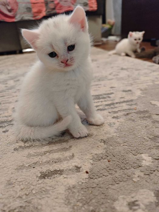 Pisoiaș British iubitor și dornic sa meargă la o familie iubitoare