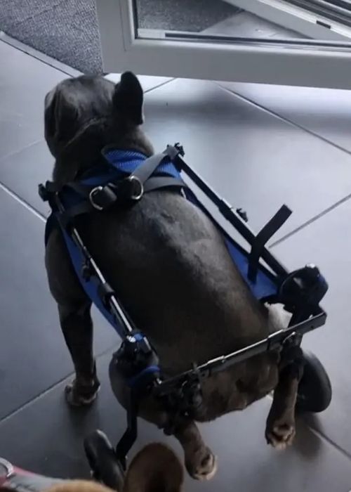 Căruț pentru câini sau pisici