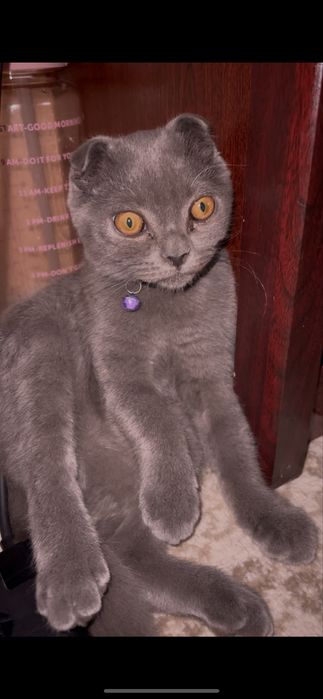 Scottish Fold zotli, sog‘lom, yoqimtoy pishak sotiladi — 200$.