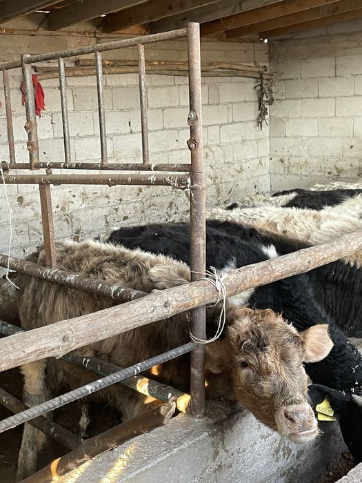 продам 12 голов алакульский