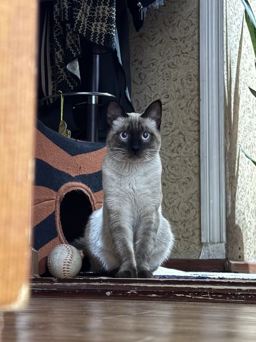 Siyam mushuk o’g’il bola