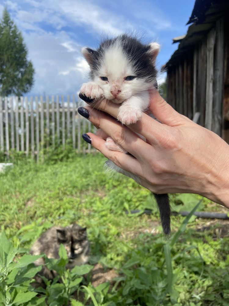 Отдам даром котят