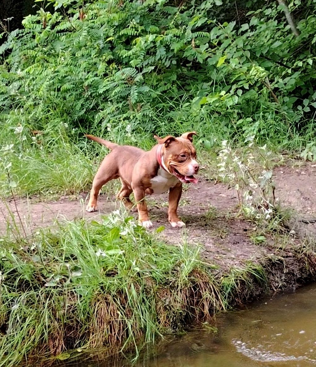 Ocazie! American bully calitate superioară ABKC