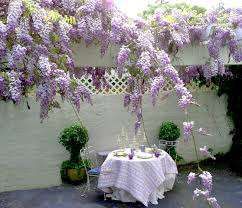 Arbust peren wisteria