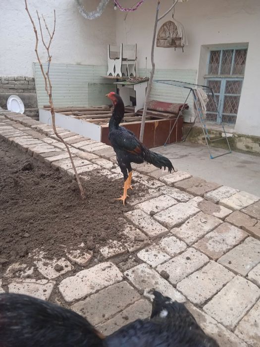 Дакан тозаси срочни сотаман