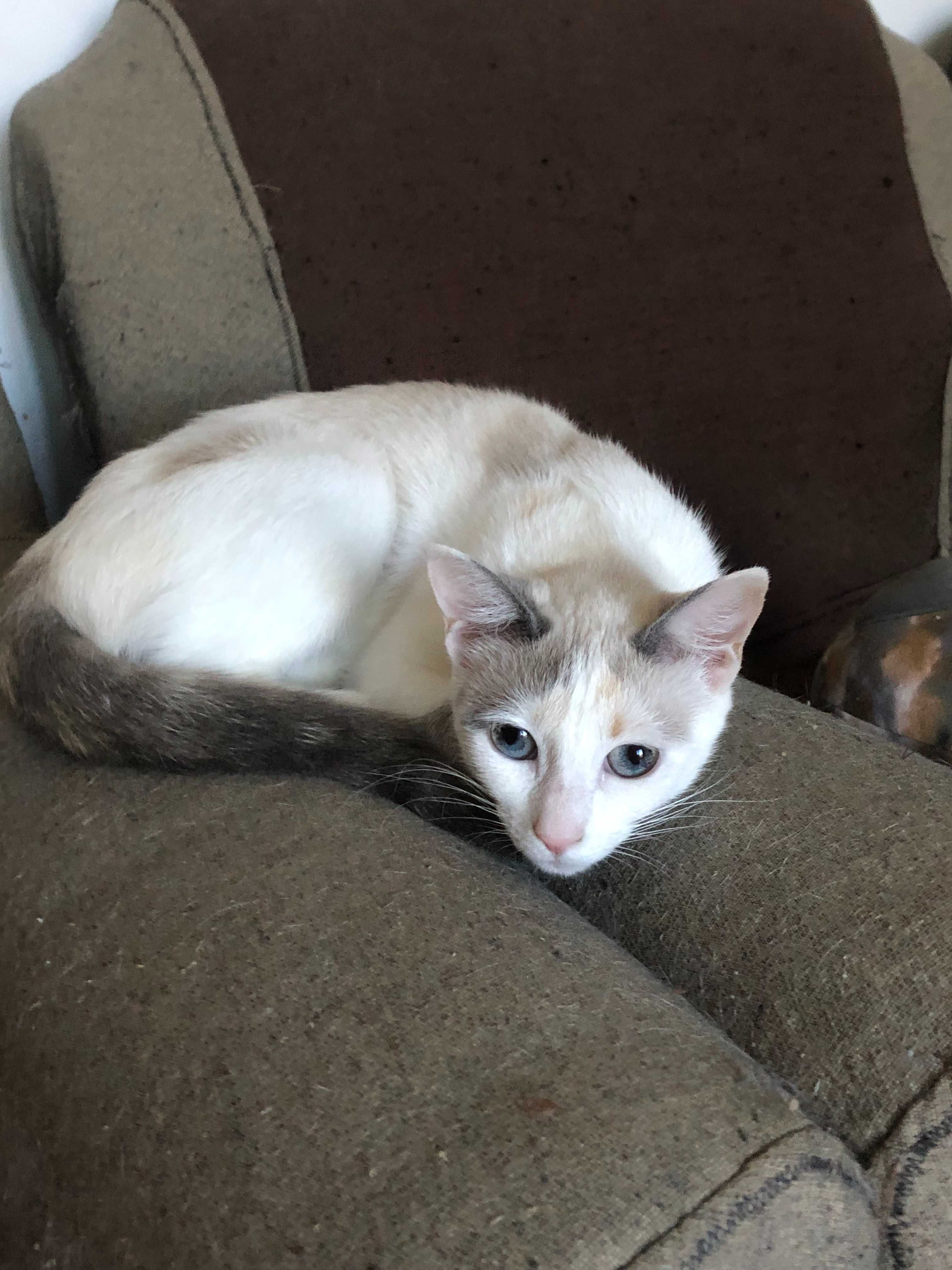 Pentru adoptie adorabila pisicuta Kitty