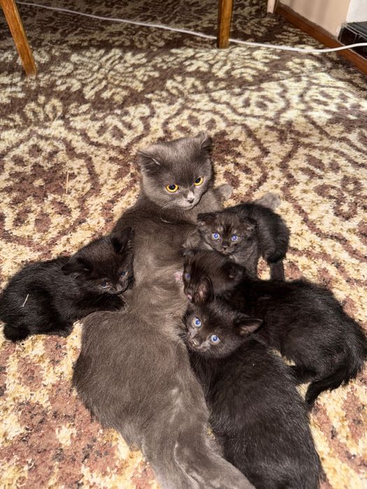 Котята от скоттиш фолд в хорошие руки. Mushuklar bepul boqishga 3 dona