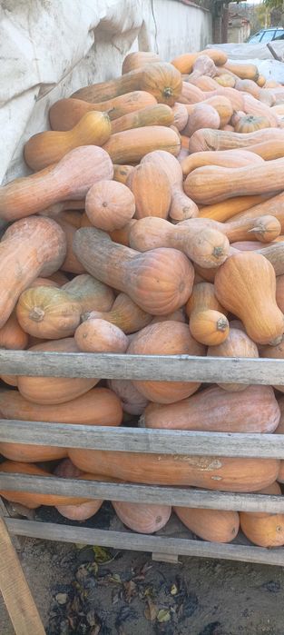 Продавам тиква цигулка