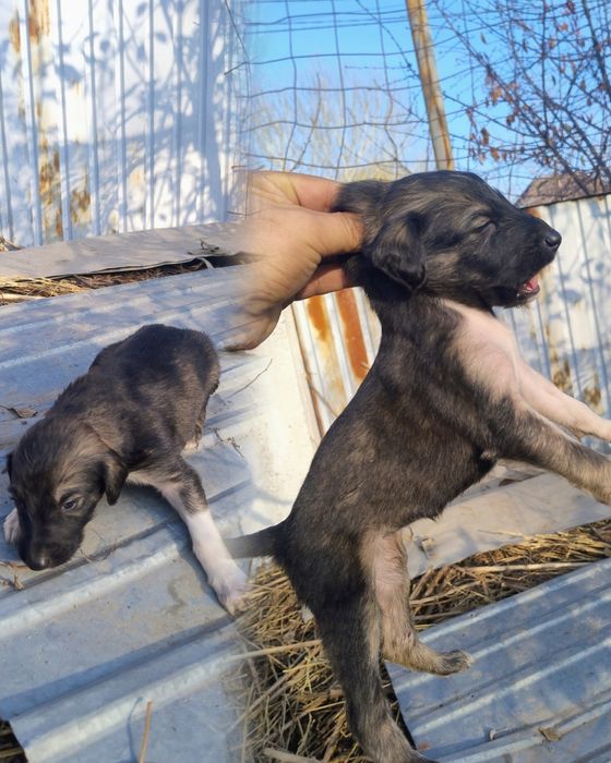 Тазы күшіктер сатылады