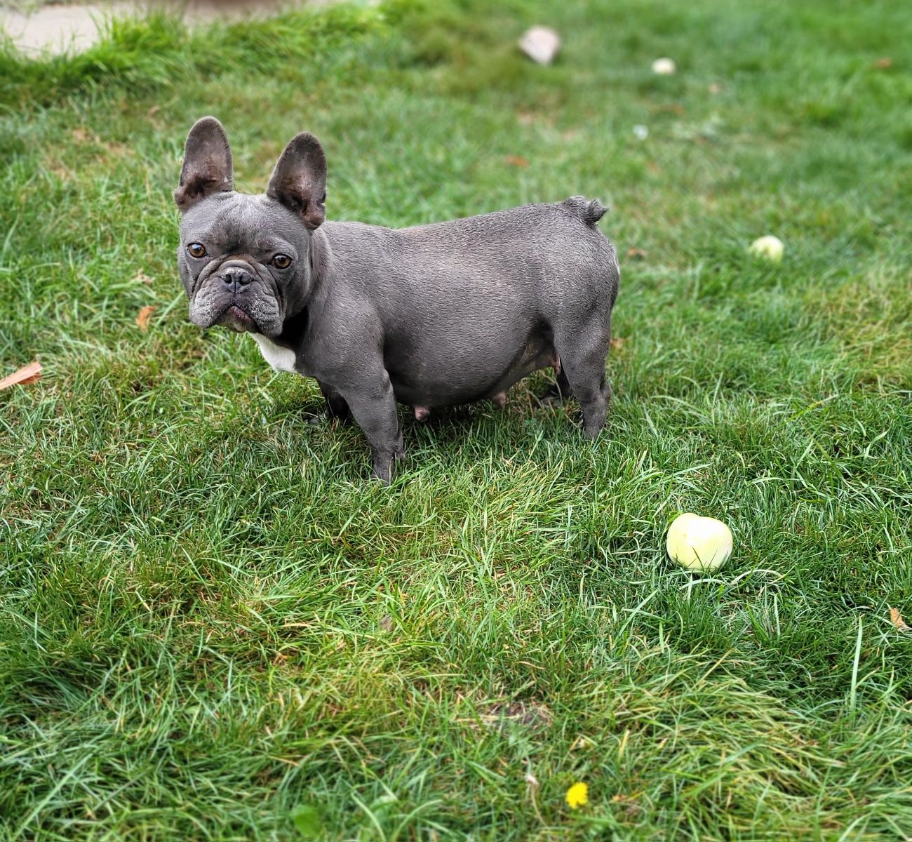 Син Френски булдог Blue French bulldog