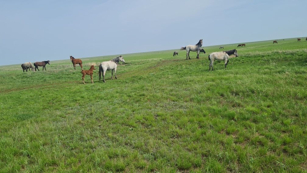 Жылқы, Тайлар, жабағылар