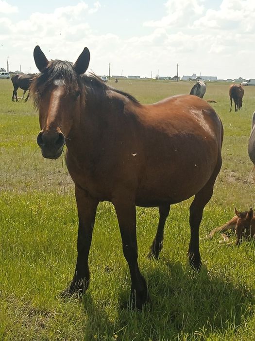 Продам кабыл и тайчиков