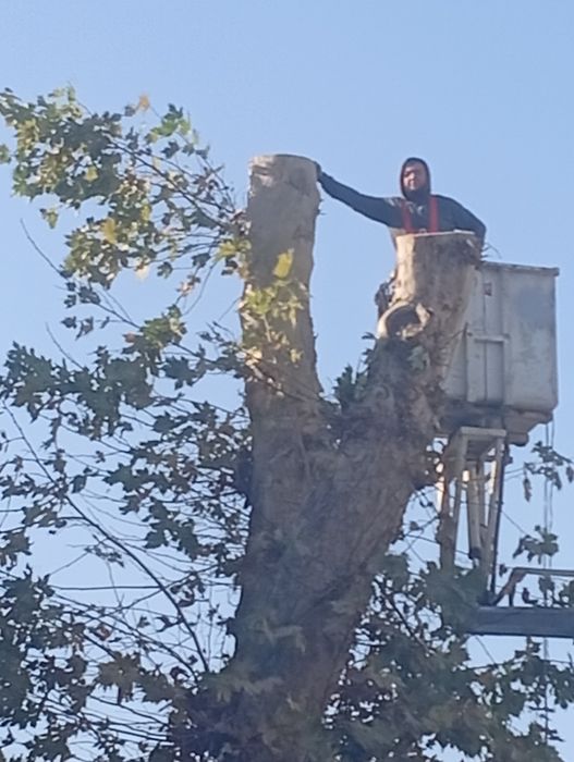 Спил формовка любой сложности деревьев