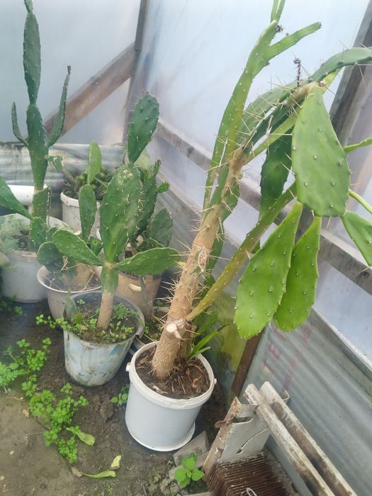 Кактусы  высокие
