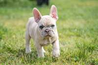 Bulldog francez lilac merle