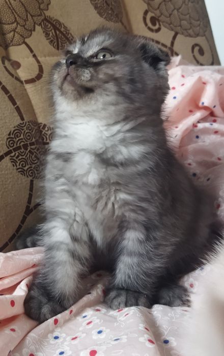 Шотландский котёнок Фолд