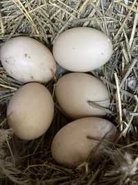 Инкубационное Яйцо пекинок и индоуток,домашних кур.
