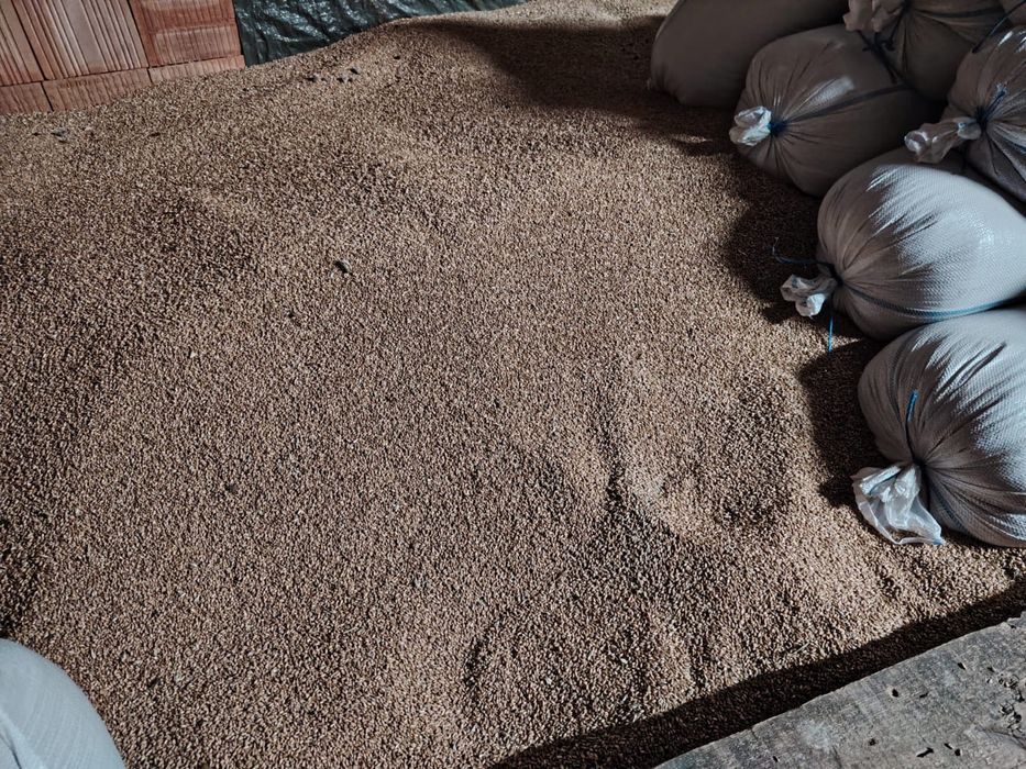 Vând grâu și triticale