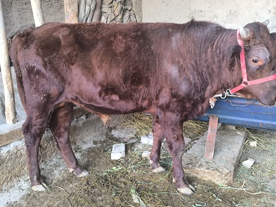 Buqa sotiladi endi 1 yosh bóldi