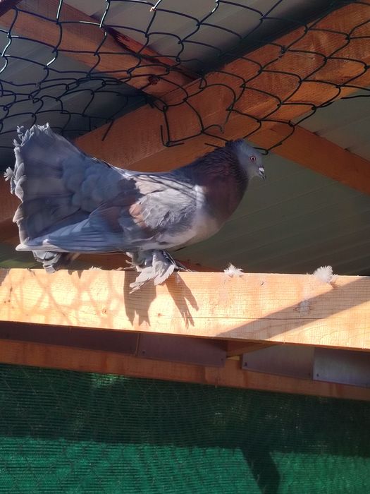 Pereche fazani si porumbei