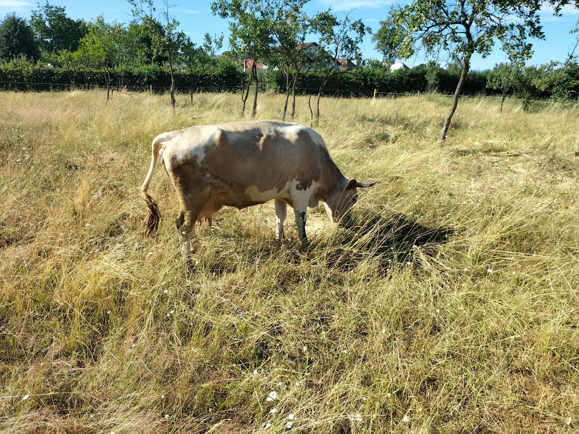 Vând vacă de 6 ani cu lapte montată de 3 luni are 12/14 litri de lapte