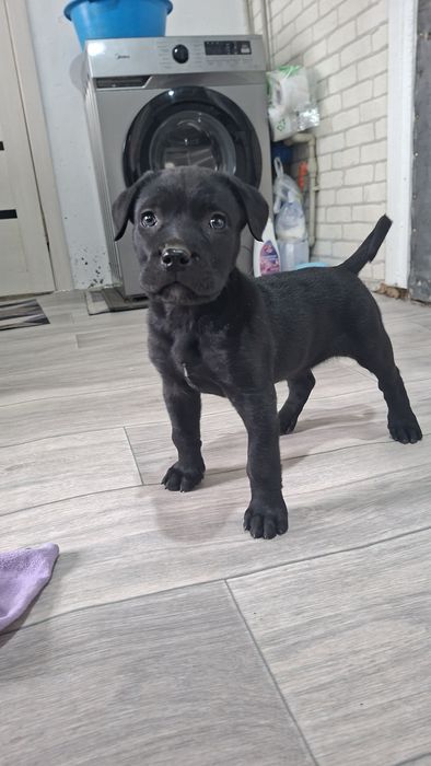 Кане Корса девочка щенок