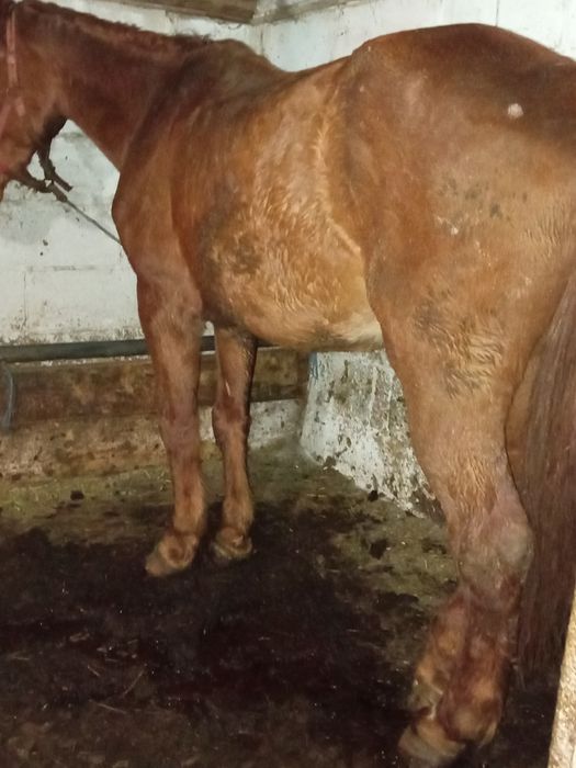 Vând cal sau schimb