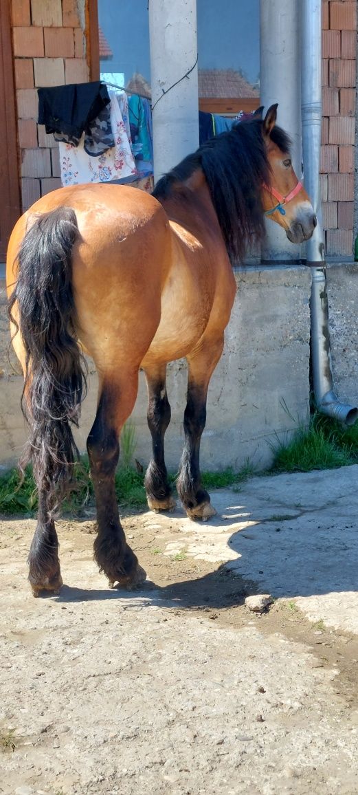 Cal.castrat de 7 ani garantat la orice zona cluj