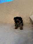 Yorkshire terrier