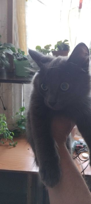 Умный котенок-девочка, отдадим в добрые руки, зв шоколадку