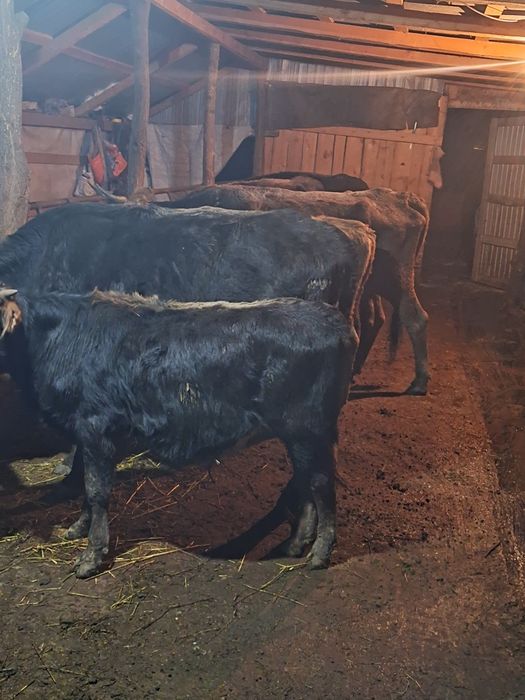 Vând 5 vaci si 5 vitei