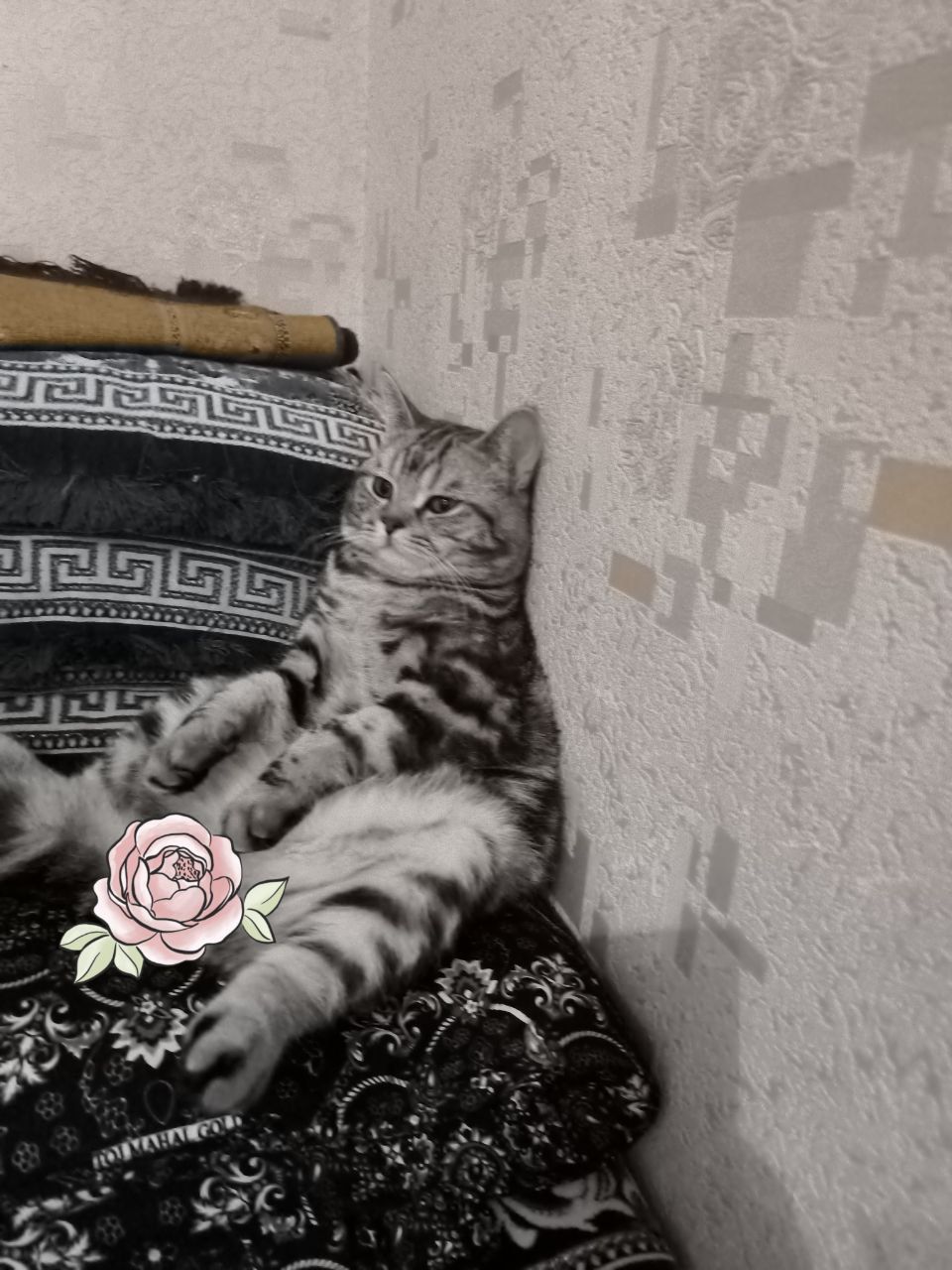 Продаётся ухоженный код