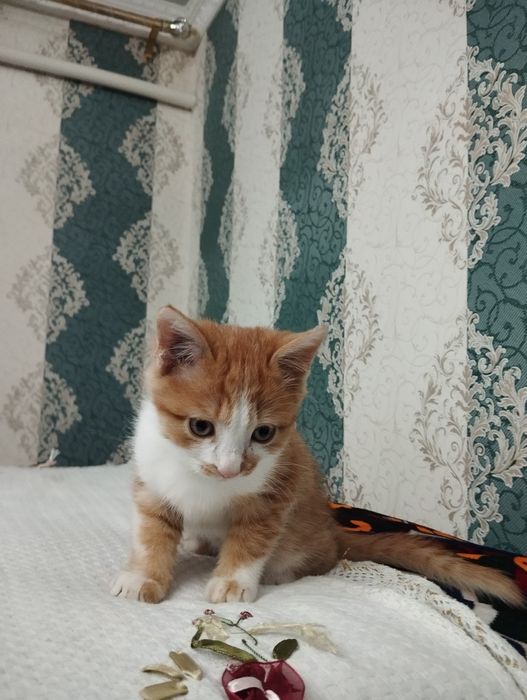 Отдам котенка в хорошие руки