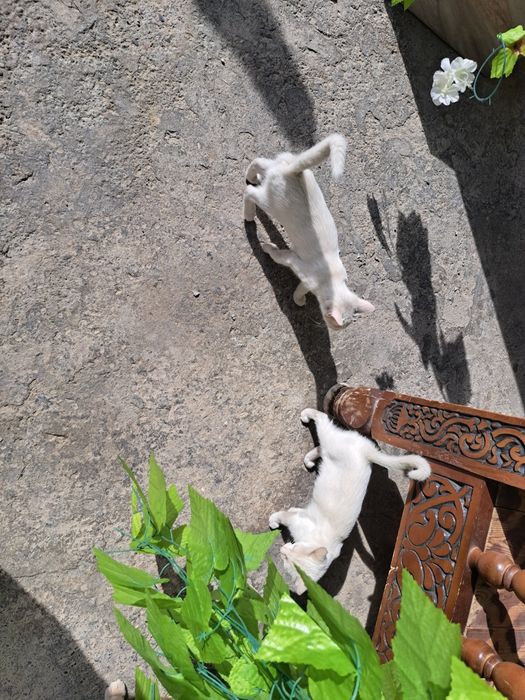 Отдам в хорошие руки ангорки