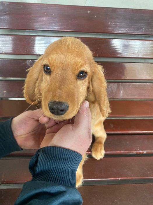 Cocker spaniel fetița