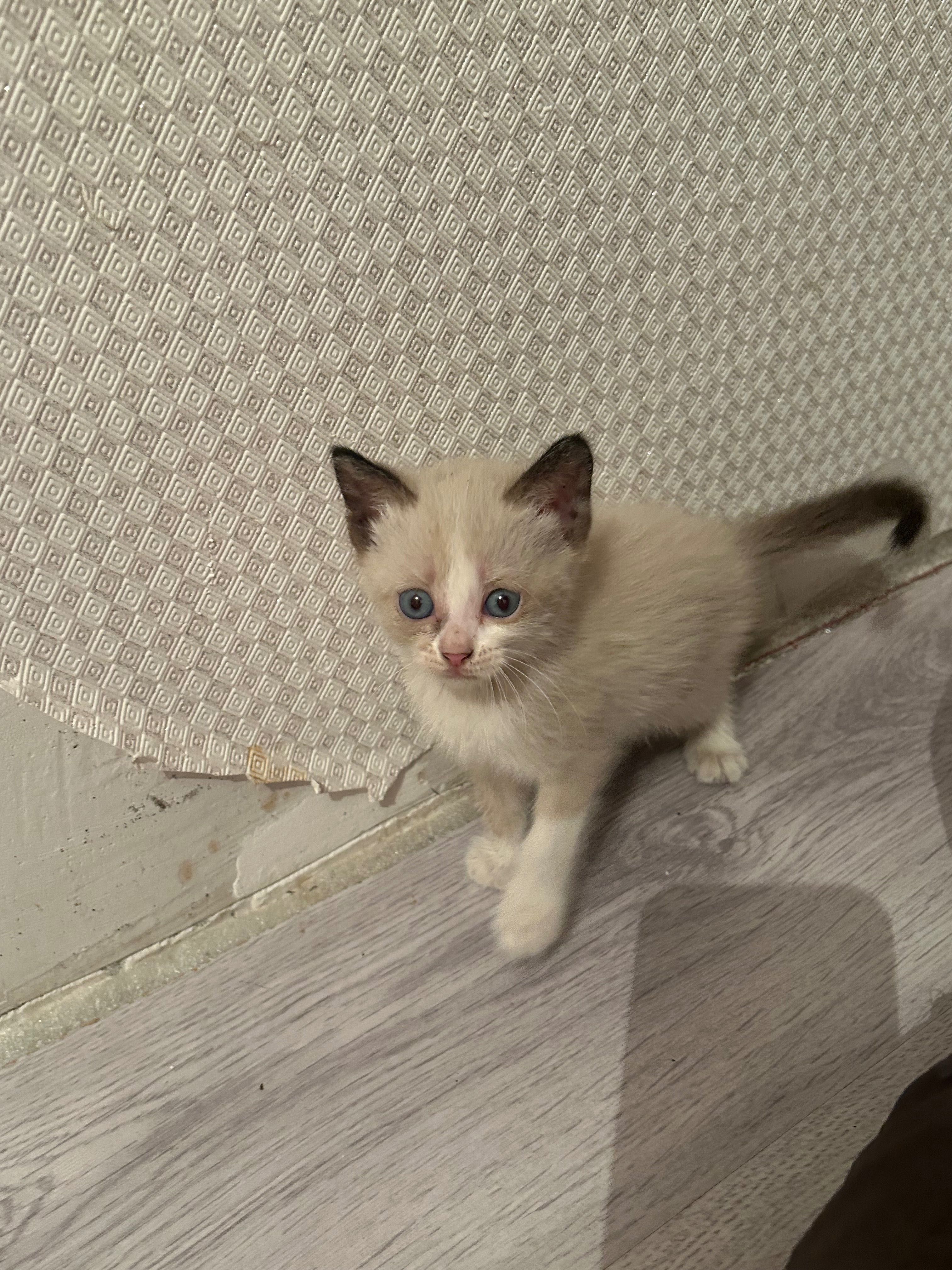 Котята в добрые руки — очень ласковые