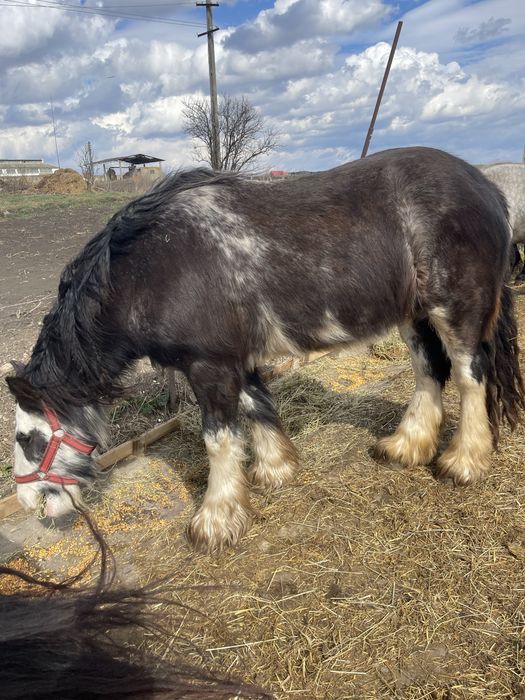 Vand manza gipsy vanner