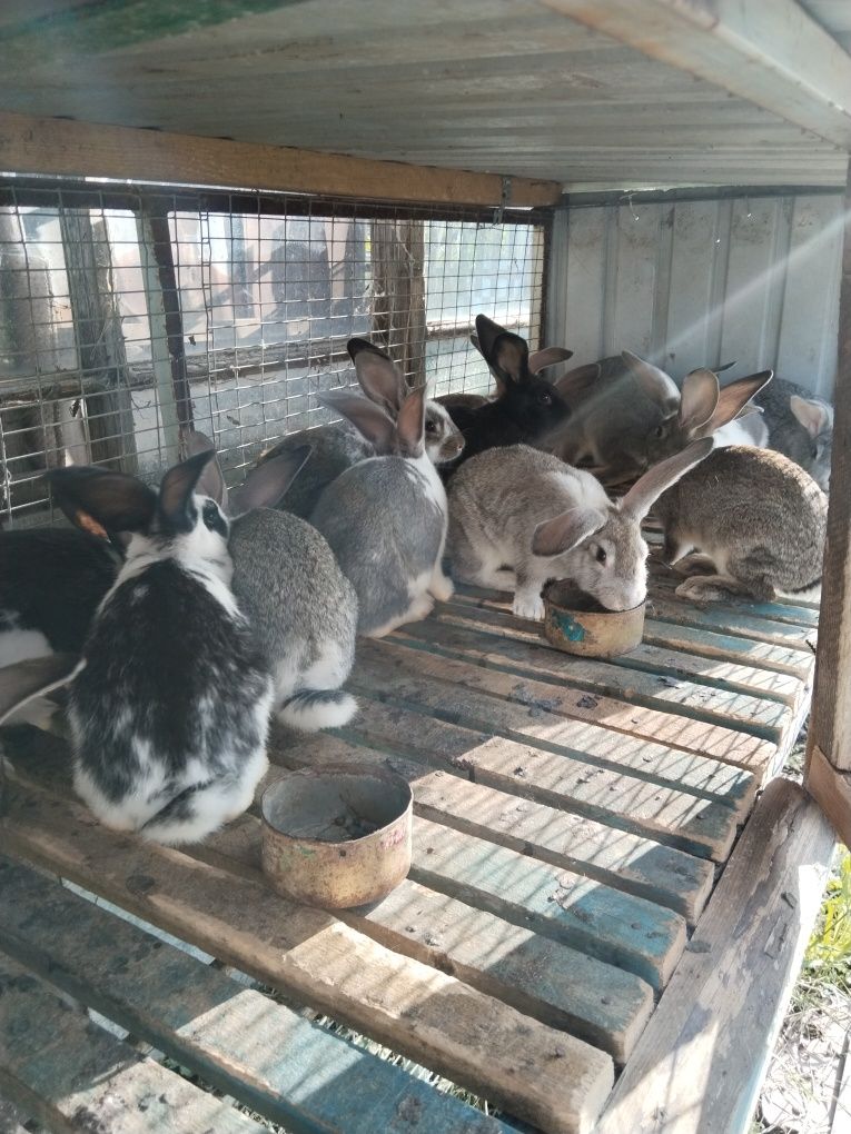 Продам живых кроликов