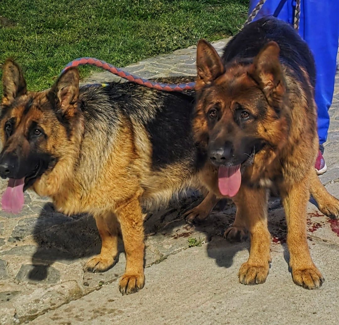 Ciobanesc German Talie mare cu pedigree impresionanti