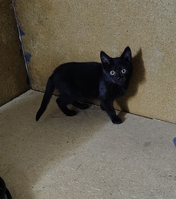 Donez pisici ,adoptie .