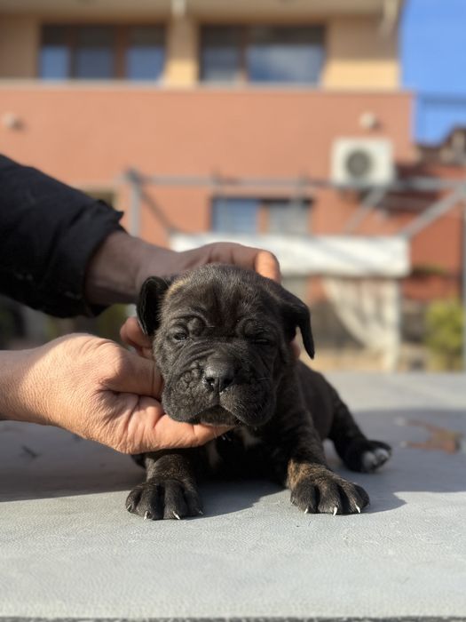 Уникални кученца кане корсо италяно,шоу клас чистокръвни.