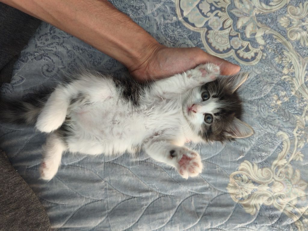 домашние чистые котята дата. 0707
