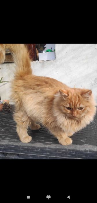 Пухкави котарачета