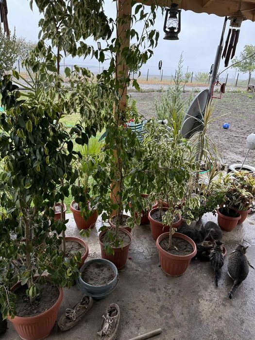 Големи Бенджамини