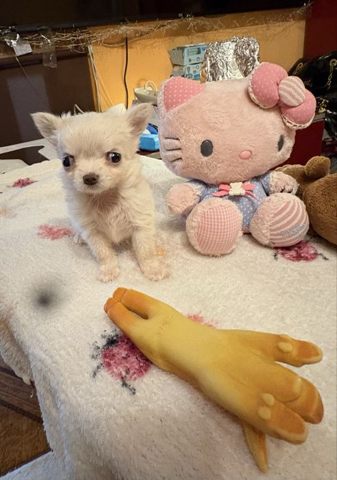 Chihuahua cu pedigree Fci